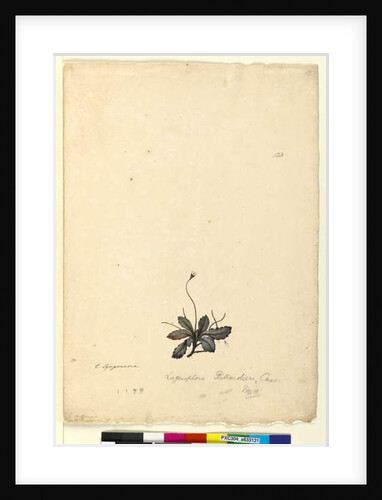 Page 123. Lagenophora billardieri/Lagenophora gracilis, c.1803-06 by John William Lewin
