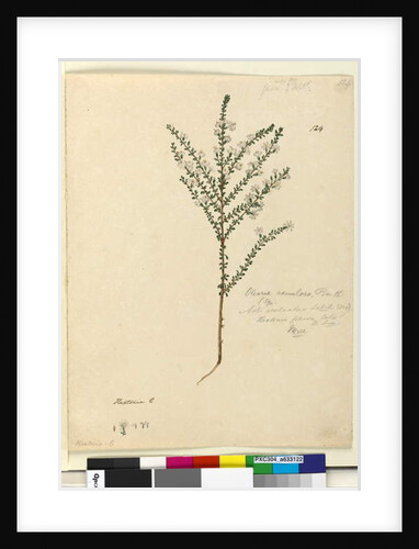 Page 124. Olearia ramulosa, c.1803-06 by John William Lewin