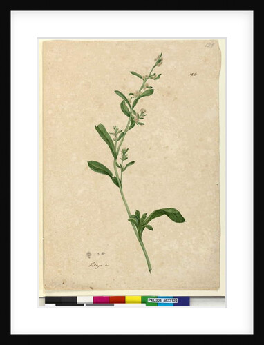 Page 126. Filago, c.1803-06 by John William Lewin