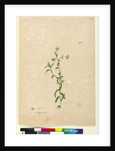 Page 125. Calotis dentex, c.1803-06 by John William Lewin