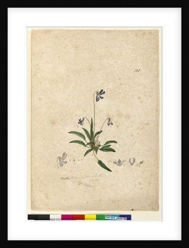 Page 128. Viola betonicifolia, c.1803-06 by John William Lewin