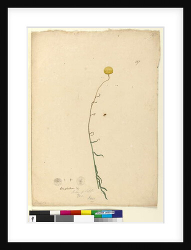 Page 127. Craspedia, c.1803-06 by John William Lewin