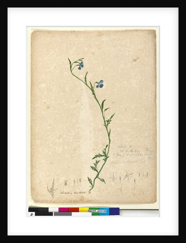 Page 130. Lobelia hostata/Lobelia gracilis, c.1803-06 by John William Lewin