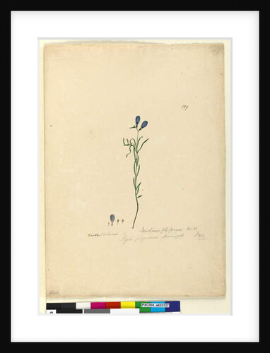 Page 129. Ionidium filiforme, c.1803-06 by John William Lewin