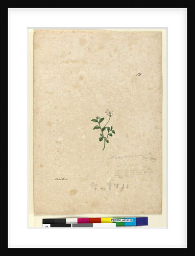 Page 131. Lobelia purpurascens, c.1803-06 by John William Lewin