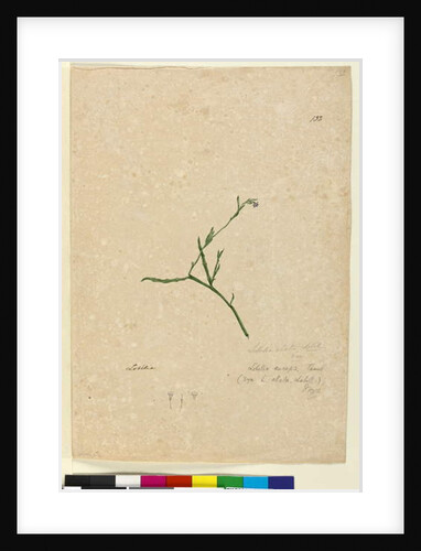 Page 132. Lobelia alata, c.1803-06 by John William Lewin
