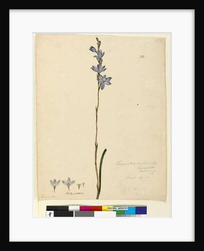 Page 133. Thelymitra ixioides, c.1803-06 by John William Lewin