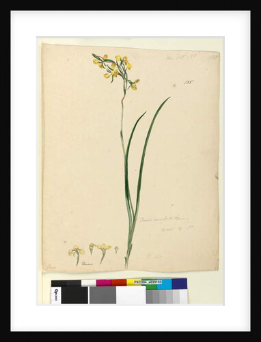 Page 135. Diuris maculata, c.1803-06 by John William Lewin