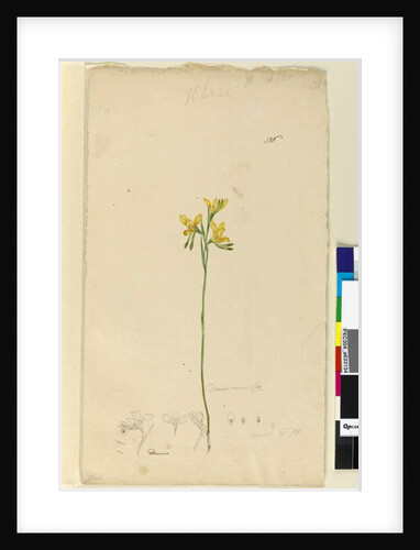 Page 136. Diuris aurea, c.1803-06 by John William Lewin