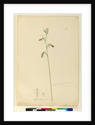 Page 137. Cryptostylis longifolia, c.1803-06 by John William Lewin