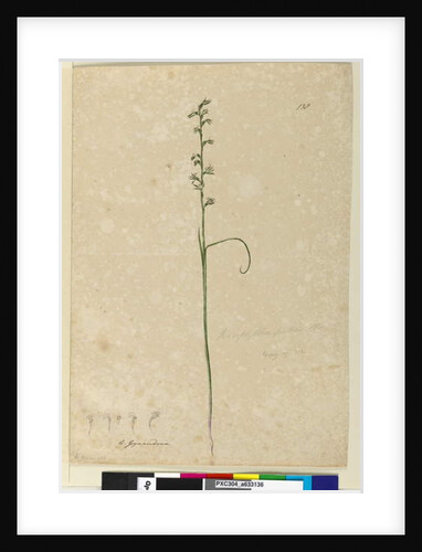 Page 138. Prasophyllum patens, c.1803-06 by John William Lewin