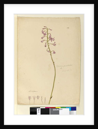 Page 139. Dipodium punctatum, c.1803-06 by John William Lewin