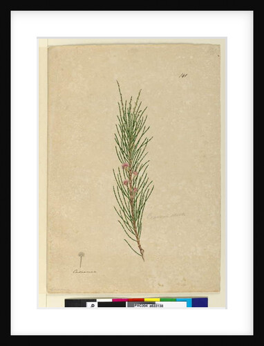 Page 141. Casuarina stricta/Allocasuarina verticillata, c.1803-06 by John William Lewin