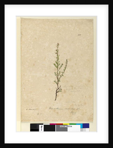 Page 142. Phyllanthus rivularis, c.1803-06 by John William Lewin