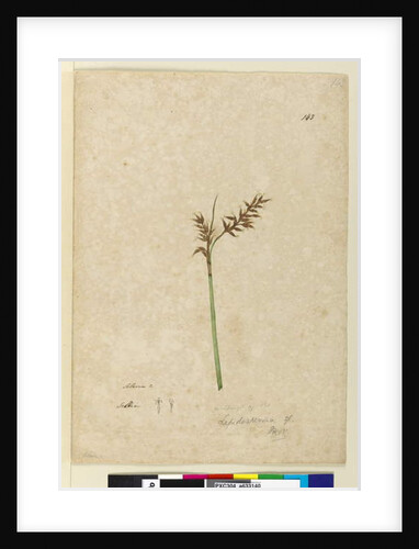 Page 143. Lepidosperma, c.1803-06 by John William Lewin