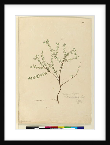Page 144. Trachymene linearis, c.1803-06 by John William Lewin