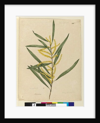 Page 145. Acacia longifolia, c.1803-06 by John William Lewin