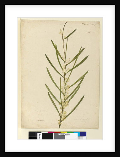 Page 146. Acacia suaveolens, c.1803-06 by John William Lewin
