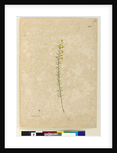 Page 148. Acacia aciculares, c.1803-06 by John William Lewin