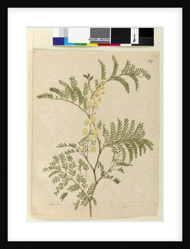 Page 149. Acacia discolor/Acacia terminalis, c.1803-06 by John William Lewin