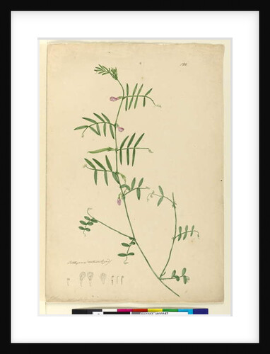 Page 150. Lathyrus, c.1803-06 by John William Lewin
