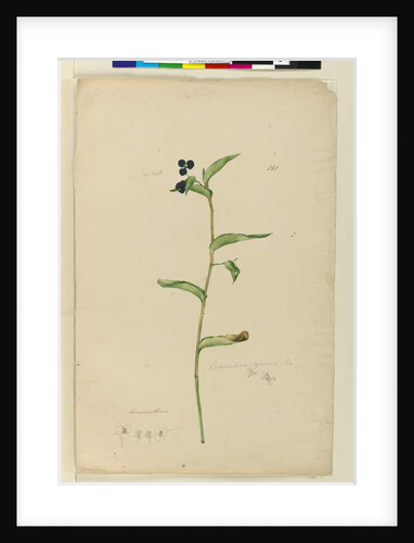 Page 151. Commelina cyanae, c.1803-06 by John William Lewin