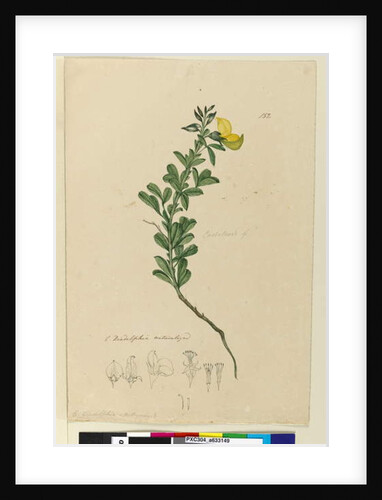 Page 152. C. Diadelphia naturalized, c.1803-06 by John William Lewin