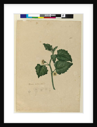 Page 153. Physalis naturalized, c.1803-06 by John William Lewin