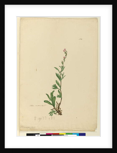 Page 154. Silene naturalized, c.1803-06 by John William Lewin