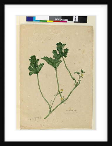 Page 155. Water Melon, c.1803-06 by John William Lewin