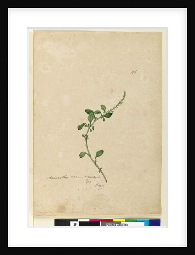 Page 156. Amaranthus Blitum, c.1803-06 by John William Lewin