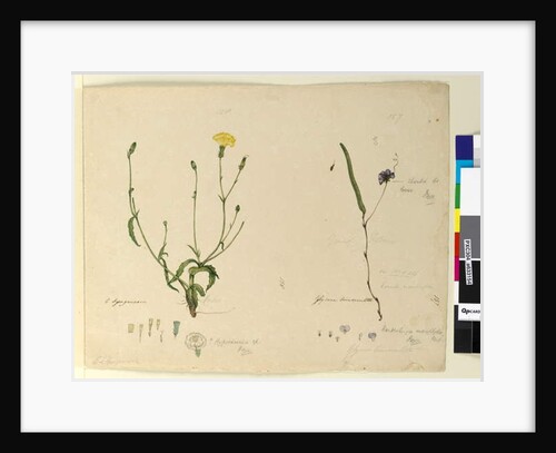 Page 157. Hardenbergia monophylla/Hardenbergia violacea; 158. Hypochaeris, c.1803-06 by John William Lewin