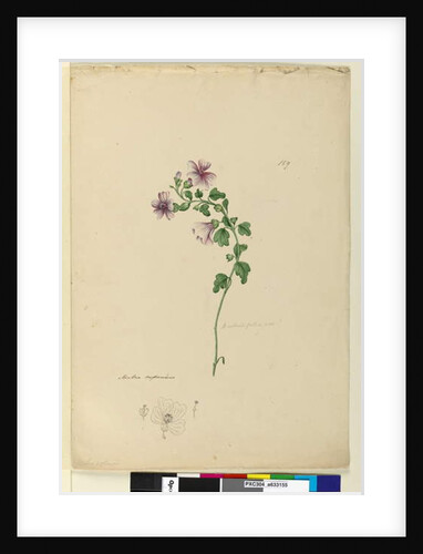 Page 159. Malva capensis, c.1803-06 by John William Lewin