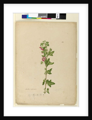 Page 160. Malva capensis, c.1803-06 by John William Lewin