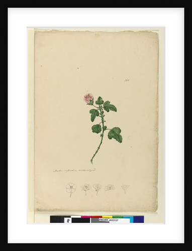 Page 161. Malva capensis, c.1803-06 by John William Lewin