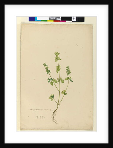 Page 162. Stachys arvensis, c.1803-06 by John William Lewin