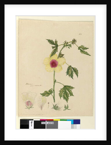 Page 163. Hibiscus, c.1803-06 by John William Lewin