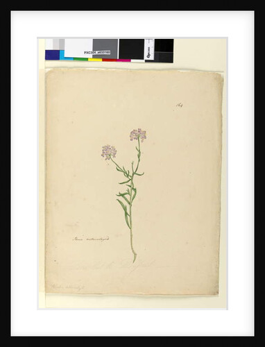 Page 164. Iberis naturalized, c.1803-06 by John William Lewin