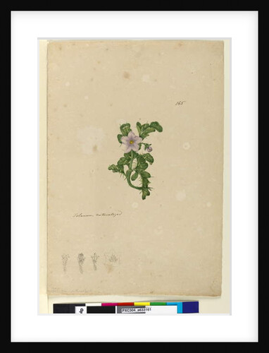 Page 165. Solanum naturalized, c.1803-06 by John William Lewin