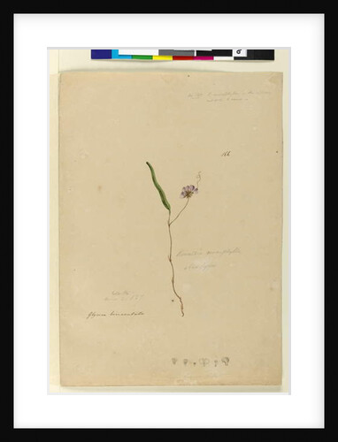 Page 166. Kennedia monophylla/Hardenbergia violacea, c.1803-06 by John William Lewin