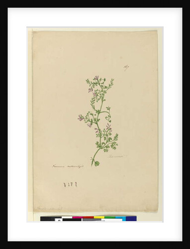 Page 167. Fumaria naturalized, c.1803-06 by John William Lewin