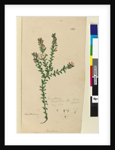 Page 168. Eriostemon buxifolium, c.1803-06 by John William Lewin