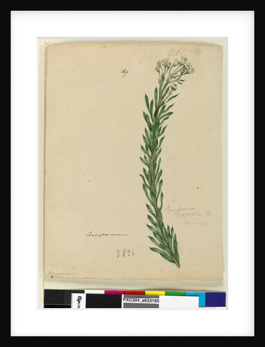 Page 169. Conospermum taxifolium, c.1803-06 by John William Lewin