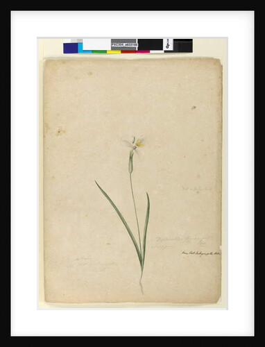 Page 170. Diplarrhena moraea, c.1803-06 by John William Lewin