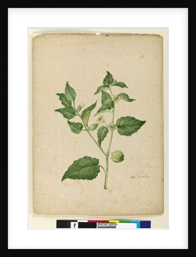 Page 172. Physalis edulis, c.1803-06 by John William Lewin