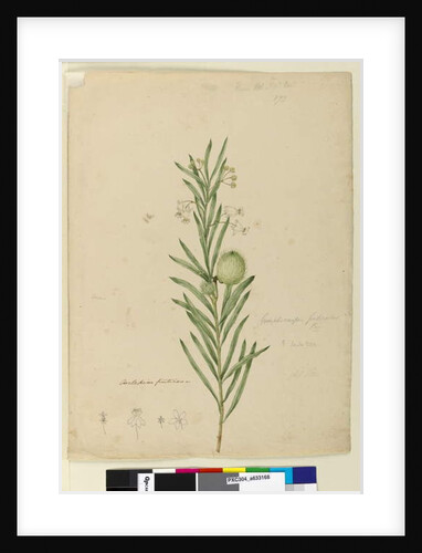 Page 173. Asclepias fruticosa, c.1803-06 by John William Lewin