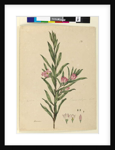 Page 174. Crowea saligna, c.1803-06 by John William Lewin