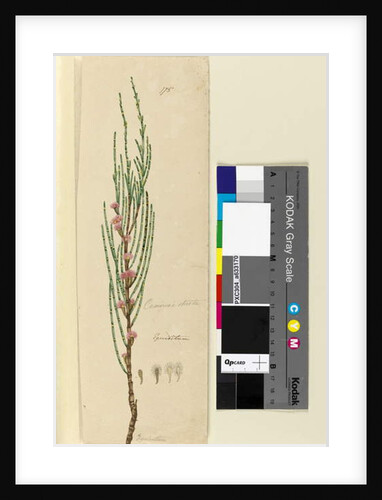 Page 175. Casuarina stricta/Allocasuarina verticillata, c.1803-06 by John William Lewin