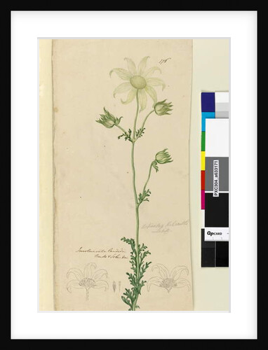 Page 176. Actinotus Helianthe, c.1803-06 by John William Lewin