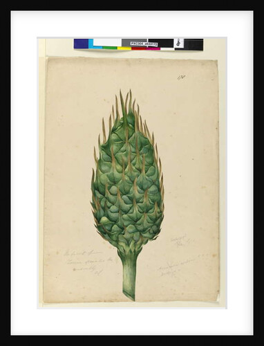 Page 178. The fruit of Zamia spiralis, c.1803-06 by John William Lewin
